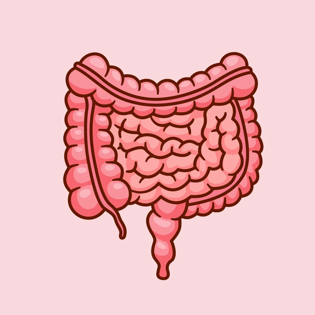 Illustration of the colon and intestines, showing why a clean colon matters after colonoscopy prep.