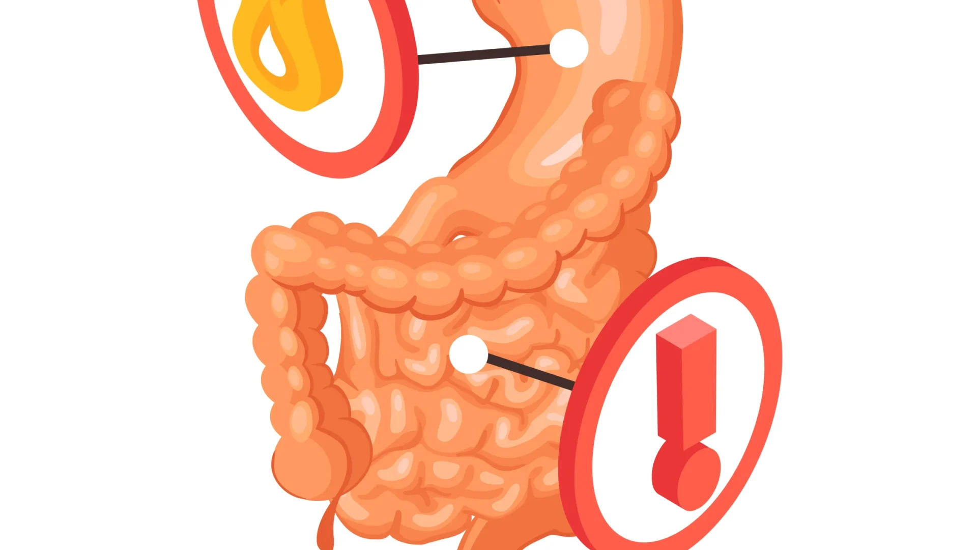 Digestive Health