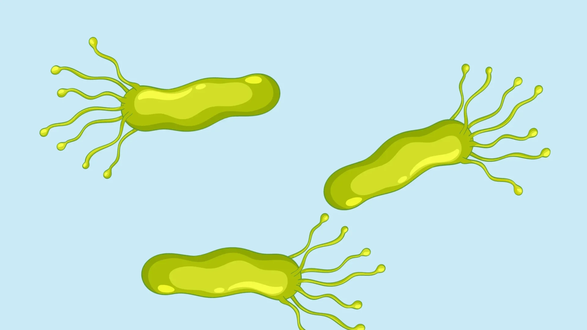 pylori